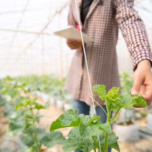 young-agricultural-engineer-studying-new-sort-melon-growing-hothouse(1)